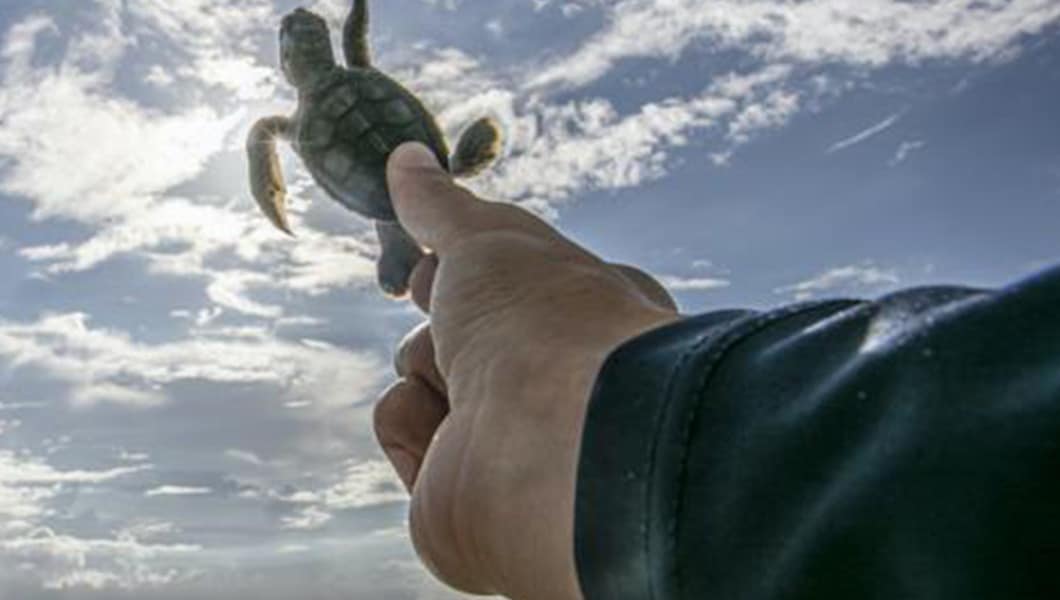 person holding up a baby turtle