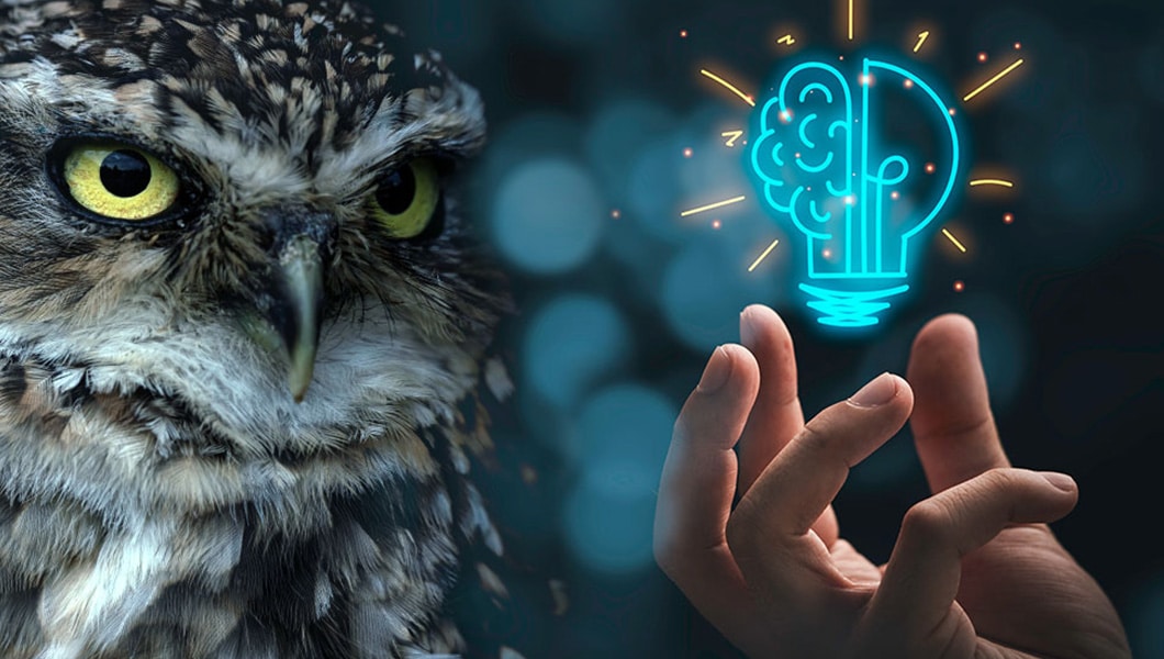 Owl and lightbulb