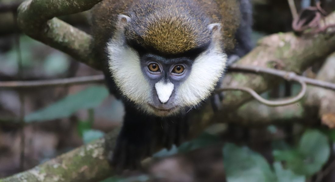 Detwiler_lab_monkey1
