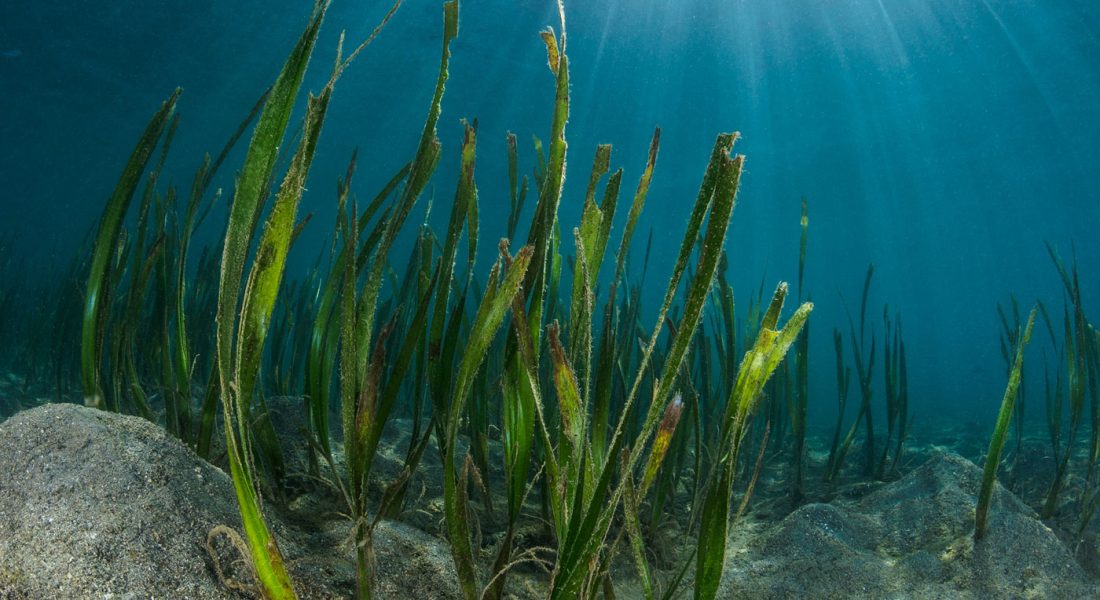Seagrass Research